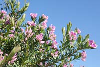 Polygala myrtifolia - September Bush, Langebaan, Western Cape, South Africa