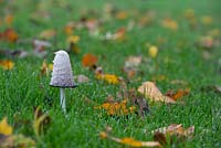 Coprinus comatus - Shaggy ink cap mushroom in autumn in the English countryside - October - Oxfordshire