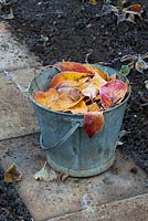 Prunus Amanogawa - Frosty Cherry Amanogawa leaves in a metal bucket in the garden - November - Oxfordshire