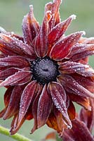 Rudbeckia 'Cherokee Sunset' covered in an autumn frost - November - Oxfordshire