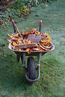 Collecting fallen autumn leaves in a wheelbarrow on a frosty lawn - November - Oxfordshire