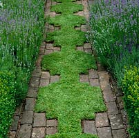 chamomile inset into old brick path edged in lavender. chamomile is kept cut short and the edges snipped sharp with scissors.