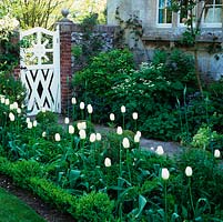 White Tulipa Maureen rise above box balls, edging path leading to white, wooden gate.