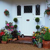 Steps leading to front door with containers planted with Conifer topiary, camellia, Muscari armeniacum, anemone, hyacinth. Narcissi February Gold, Jetfire, Midget. Tulipa Carlton Red and Red Riding Hood. Cat shelters on mat.