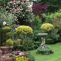 Pergola with Rosa 'Kew Rambler' by red cercis and buddleija. Gold Euonymus japonicum  standards and Ligustrum Cloud Tree.