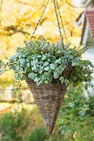 Hanging basket with plants including Calluna vulgaris 'Madonna', Lamium maculatum 'White Nancy' and Variegated ivy.