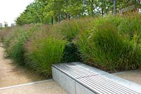 Planting of Miscanthus in the Queen Elizabeth Olympic Park, London