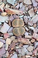 Lithops - Ice plant, Stone Plant - unknown variety, Cape Town, South Africa