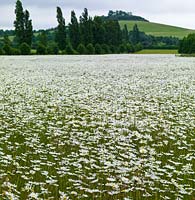 Dull grassland has been transformed into a wildflower meadow of ox-eye daisies - Leucanthemum vulgare, a community meadow near Wittenham Clumps - Castle Hill and Round Hill topped with beech trees on the horizon.