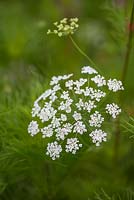 Anthriscus sylvestris, cow parsley, a perennial with lacey flower heads flowering from spring into summer