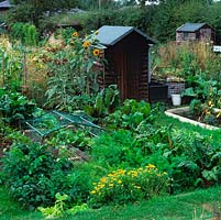 Well-tended allotment. Mown grass path leads to shed, rain water collected from roof in tank. On right: raised bed of tomatoes. Left: carrot, beetroot, parsnip, cardoon, sunflower.