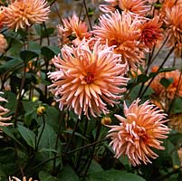 Dahlia 'Preference', semi-cactus flowered, bears orange flowers from late summer until autumn. September