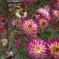 Dahlia 'Hayley Jane', semi-cactus flowered, bears white flowers tipped deeply in purplish pink from late summer until autumn. September