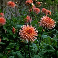 Dahlia 'Preference', semi-cactus-flowered, bears orange pink flowers from late summer until autumn. TSeptember