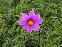 Dahlia 'Woodbridge', a single flowered form. Lovely foliage Dahlias are perennial tubers, often not frost hardy. September