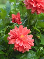 Dahlia 'Berlina Orange', a decorative form dahlia with lots of lovely open orange salmon pink flowers in autumn. September