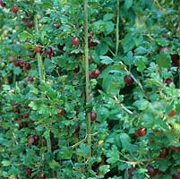 Ribes uva-crispa 'Whinham's Industry' - Gooseberry 