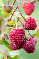 Raspberry 'Polka', a high yielding autumn variety with delicious sweet fruit.