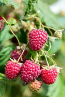 Raspberry 'Erika', a high yielding variety with a fresh, fruity flavour.