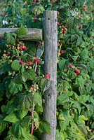 Raspberry canes trained between wooden posts, laden with fruit in late summer.