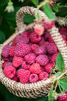 Suspended from a wire support, a basket of raspberries, picked from a mixed variety of canes.
