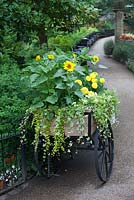 Yellow flowering plants planted in old cart on pathway 