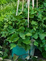 Sweet potato Beauregard thrives in containers, sending out long trailing stems that can be trained up canes.