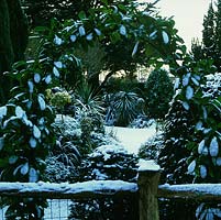 Dusting of snow on laurel arch frames view of topiarised conifer, holly, euonymus and yew, grasses, phormium and cordyline. Rustic fence.