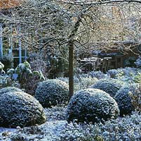 Fresh snow sprinkled on weeping pear - Pyrus salicifolia Pendula encircled by box domes.