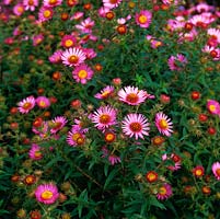 Aster novae-angliae 'Millennium Star'. National Collection of autumn-flowering asters. 