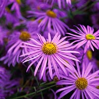 Aster x frikartii 'Monch'. National Collection of autumn-flowering asters.
