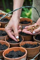 In spring, planting seeds of peas, broad beans and runner beans in compost in terracotta pots, in preparation for planting out the kitchen garden.