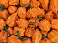 Chilli Orange Habanero, a collection of this small, red crinkled, orange pepper.