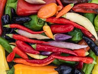 Capsicum annuum - A collection of small chilli peppers, in shades of green, purple, yellow, cream, red and orange - hot, medium and mild.