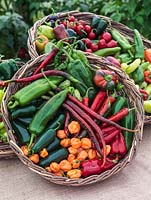 Capsicum annuum - Baskets of chilli peppers - 'Hungarian Wax', 'Cherry Bomb', 'Serrano', 'Peperone Frigitello', 'Orange Habanero', 'Joe's Long Cayenne', 'Bulgarian Carrot', 'Jalapeno'.