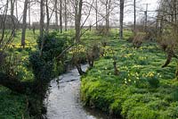 Stream running through a garden with Narcissus naturalised in the lawn