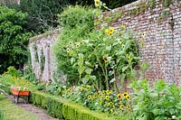 Walled garden with low Buxus hedging and border with Sunflowers, wheelbarrow with clippings