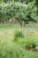 Wildflower meadow in an Orchard