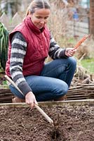 Hardwood Cornus 'Midwinter Fire'  cuttings. Woman using a hoe to create a trench for planting