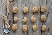 Display of chitting potatoes Solanum tuberosum 'Marabel' and planting tools on a wooden table.