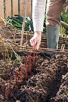 Cornus alba 'Sibirica'. Man planting cuttings in the trench.