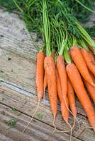 Storing Root Vegetables - A bunch of Carrots on a wooden surface