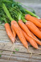 Storing Root Vegetables - A bunch of Carrots on a wooden surface