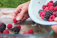 Frozen Summer Fruits. Placing foraged berries in a tray for freezing. Featuring Blueberries - Vaccinium, Raspberries and Blackberries - Rubus fruticosus