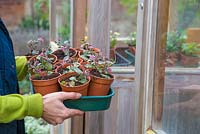 Woman storing Sedum 'Bertram Anderson' in a greenhouse