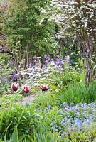 Tulipa 'Gavota' with Pulmonaria, Hesperis matronalis - Sweet rocket, Dame's violet and Spirea  - Snape Cottage Garden, Dorset