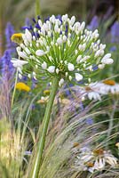 Agapanthus 'White Heaven' with Stipa tenuissima. Garden - A Space to Connect and Grow. 