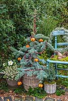 Floral display of Picea pungens 'Hoopsii' decorated with Clementines and Cranberries, Erica - Heather, Picea pungens, a Helichrysum italicum wreath and pine cones, with a vintage blue chair