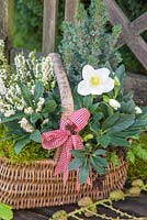 Wicker basket planted with Helleborus niger 'HGC Wintergold' Helleborus Gold Collection, Picea pungens, Erica - Heather and moss, on a garden bench