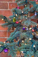 Picea pungens 'Hoopsii' in a wicker basket, decorated with various coloured glass baubles and lights